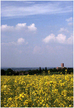 Rape field